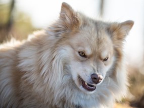 Hollywood Erklæring Hysterisk morsom Hilfe – mein Hund knurrt mich an! - Hundecoach Tina