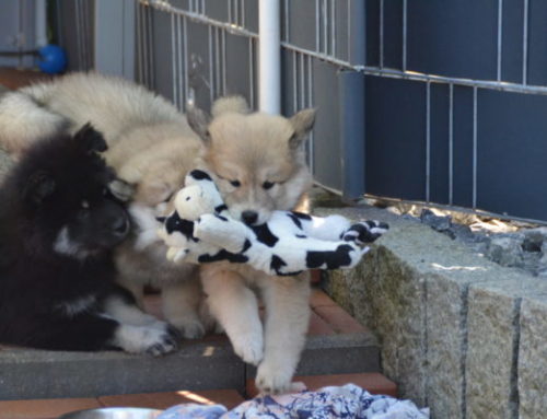 Gefahrenquellen und Futterfallen für Hunde