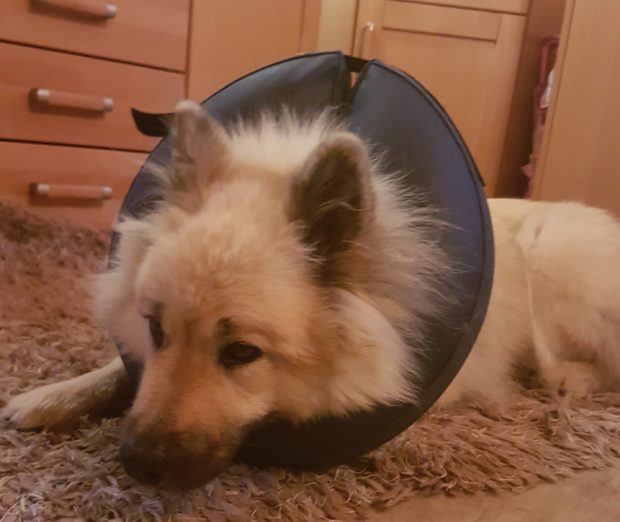 Hund Magendrehung