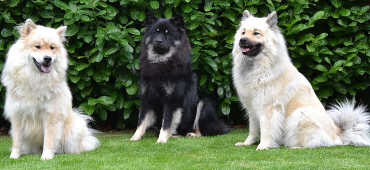 Eurasier