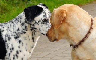 Hundebegegnung