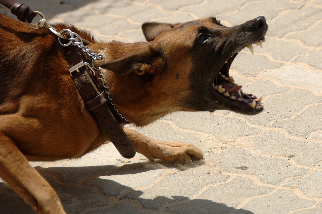 Hilfe mein Hund knurrt mich an! Hundecoach Tina
