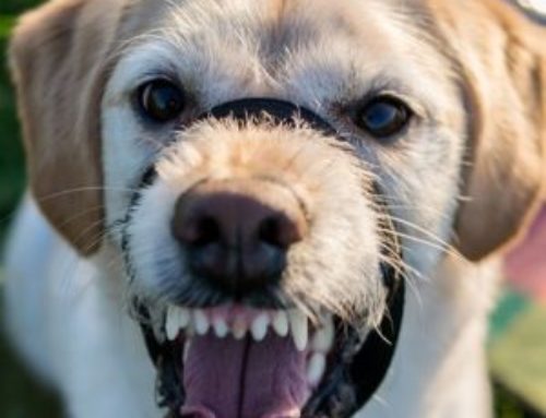 Hilfe – mein Hund knurrt mich an!